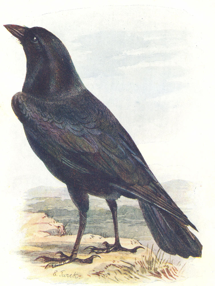 BIRDS. Raven  1901 old antique vintage print picture